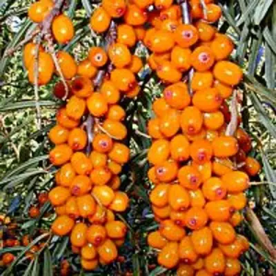 Облепиха СУДАРУШКА в Витебске