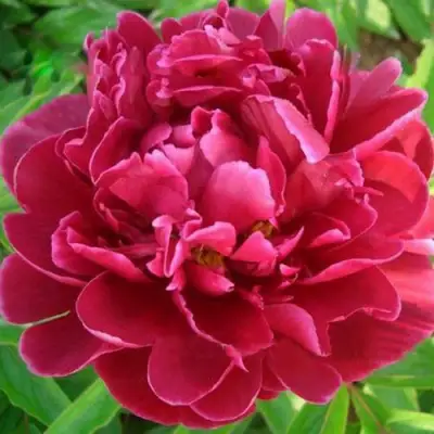 Пион КИТАЙСКИЙ ШЕЛК травянистый в Витебске