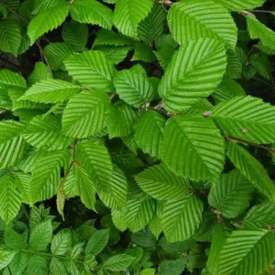 Граб  в Витебске