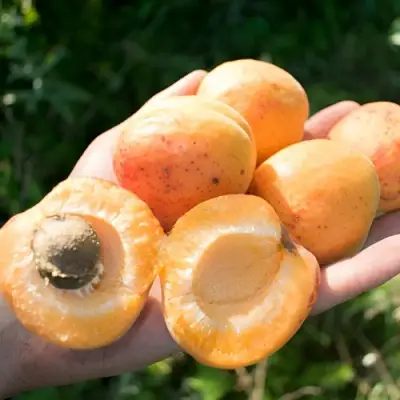 Абрикос ХАРГРАНД в Витебске