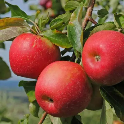 Яблоня ГАЛА МАСТ в Витебске