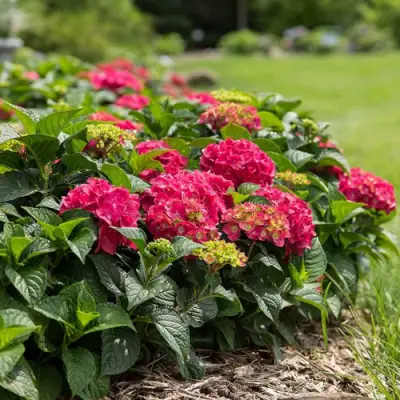 Гортензия ЭНДЛЕСС САММЕР ЛАВ крупнолистная в Витебске