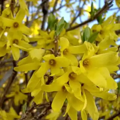 Форзиция ФОРЧУНА в Витебске