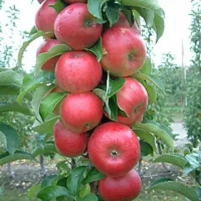 Яблоня АНТЕЙ КИЕВСКИЙ колонновидная в Витебске