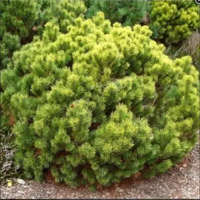 Ель ДАНС ДВАРФ обыкновення в Витебске