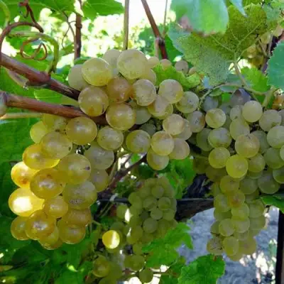 Виноград КРИСТАЛЛ в Витебске