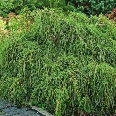 Кипарисовик ФИЛИФЕРА НАНА горохоплодный  в Витебске