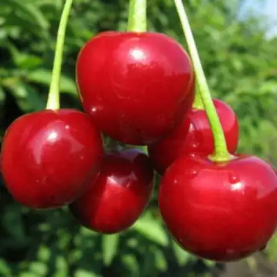 Дюк ПРЕВОСХОДНАЯ ВЕНЬЯМИНОВА в Витебске