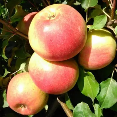 Яблоня ЭМБАССИ в Витебске