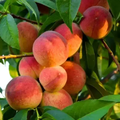 Персик ЗОЛОТОЙ ЮБИЛЕЙ в Витебске