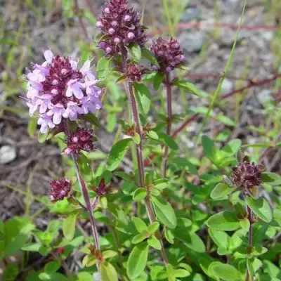 Тимьян яйцевидный в Витебске