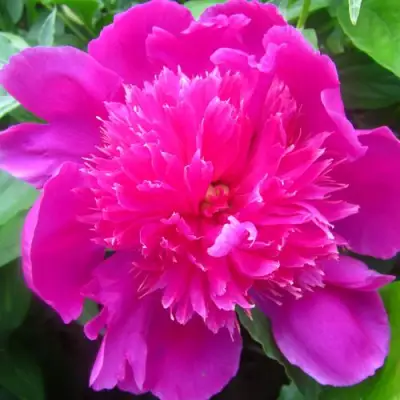 Пион РОЗОВЫЙ БУДДА травянистый в Витебске