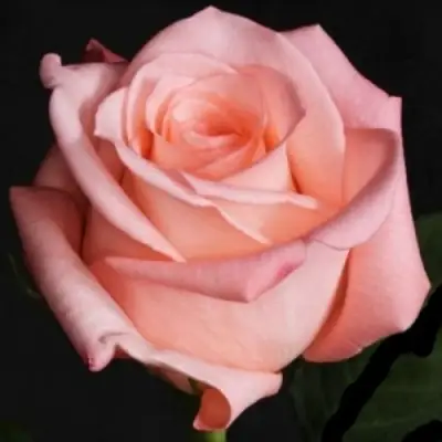 Роза АНГАЖЕМЕНТ чайно-гибридная в Витебске