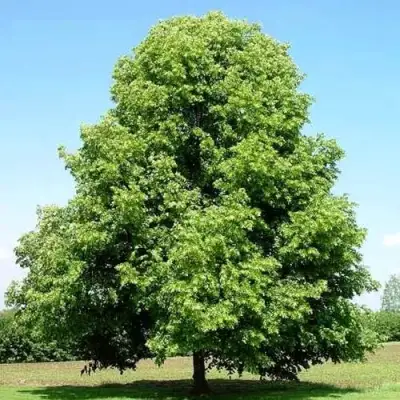 Липа мелколистная в Витебске