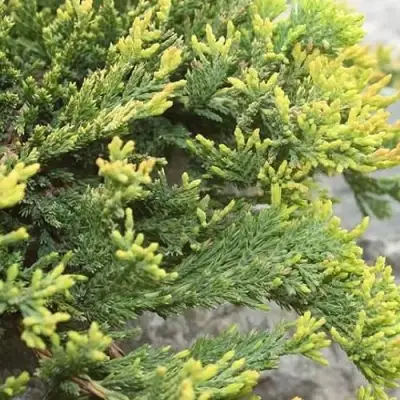 Можжевельник ГОЛДЕН КАРПЕТ горизонтальный  в Витебске