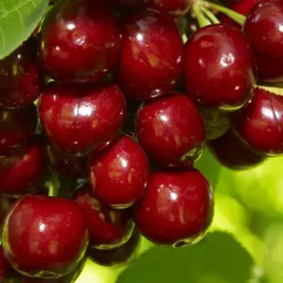 Черешня ВАЛЕРИЙ ЧКАЛОВ в Витебске