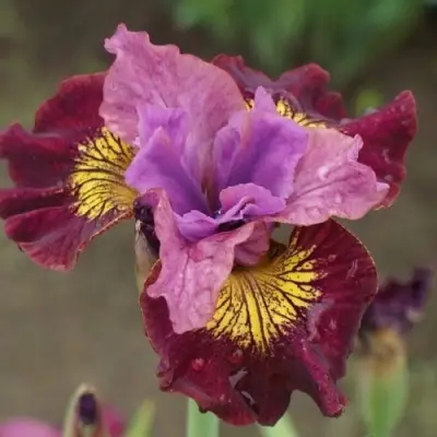 Ирис МИСС ЭППЛ сибирский в Витебске