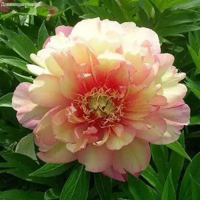 Пион ДЖУЛИЯ РОУЗ ито-гибрид в Витебске