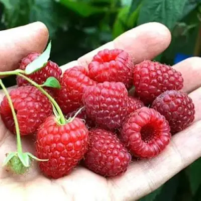 Малина ХИМБО-ТОП в Витебске