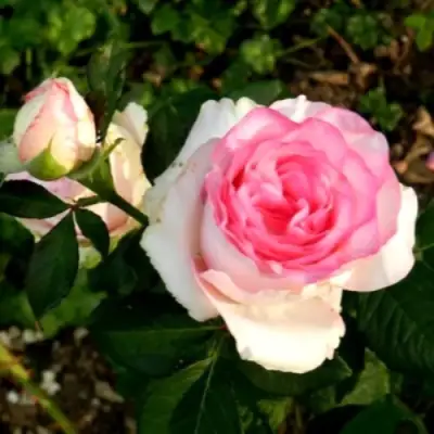 Роза ДОЛЬЧЕ ВИТА чайно-гибридная в Витебске