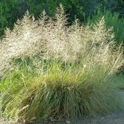 Каплесеменник воздушный в Витебске