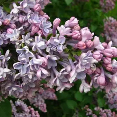 Сирень КОНДОРСЕ в Витебске