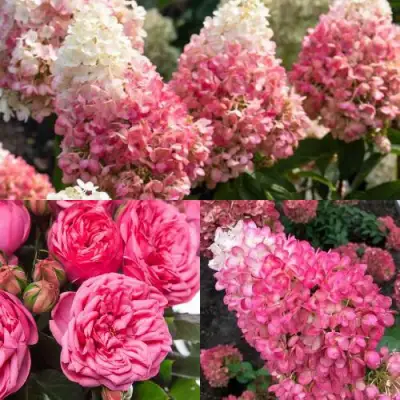 Комплект МАЛИНОВЫЙ ДЕСЕРТ в Витебске