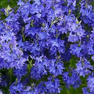 Вероника РОЯЛ БЛЮ большая в Витебске