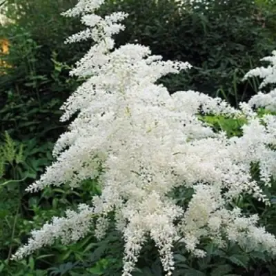 Астильба БРАУТШЛЕЙЕР Арендса в Витебске