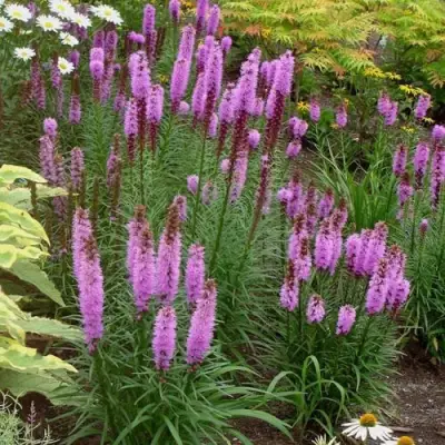 Лиатрис РОЗЕА колосковая в Витебске