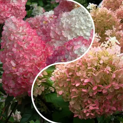 Комплект МАЛИНОВЫЙ ЗАКАТ в Витебске