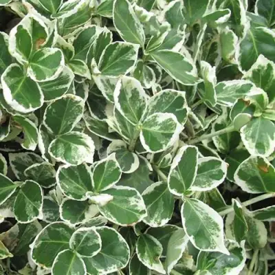 Бересклет ЭМЕРАЛЬД ГАИТИ форчуна  в Витебске