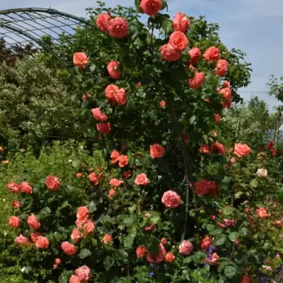 Роза ДИ ДИ БРИДЖУОТЕР плетистая в Витебске