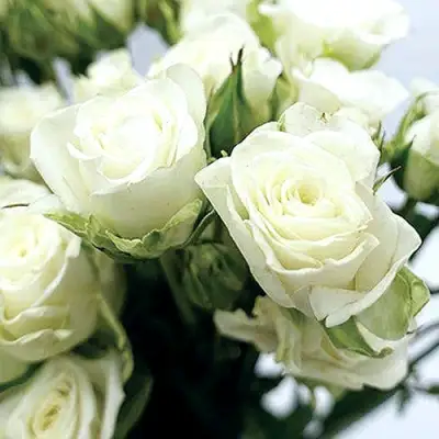 Роза СНОУФЛЕЙК спрей в Витебске