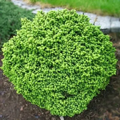 Ель ЛИТЛ ДЖЕМ обыкновенная в Витебске