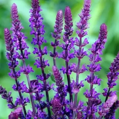 Шалфей КАРАДОНА в Витебске