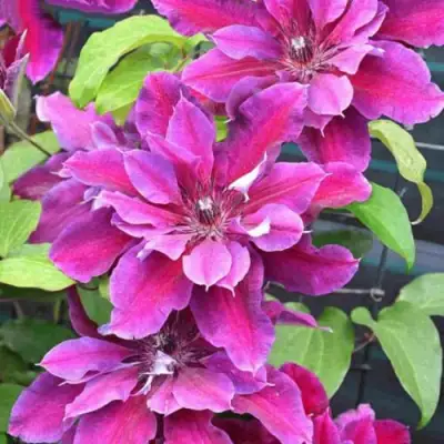 Клематис МАЙ БЬЮТИ в Витебске