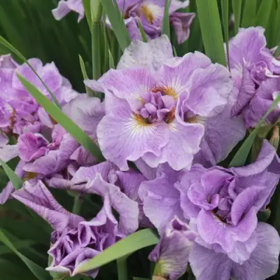 Ирис ХЭВИНГ ФАН сибирский в Витебске