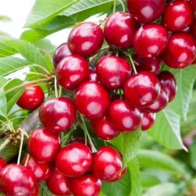 Вишня МАЛЮТКА колонновидная в Витебске