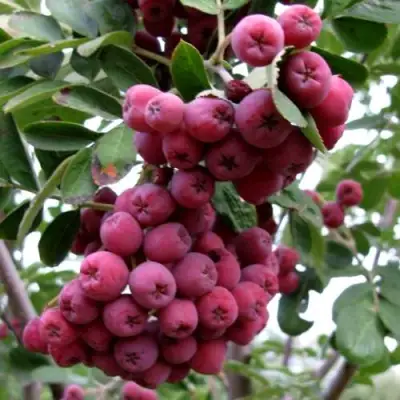 Рябина ТИТАН сладкоплодная  в Витебске