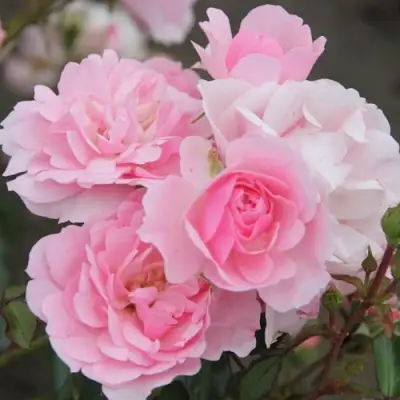 Роза БОНИКА флорибунда в Витебске