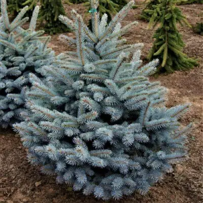 Ель МИСТИ БЛЮ голубая в Витебске