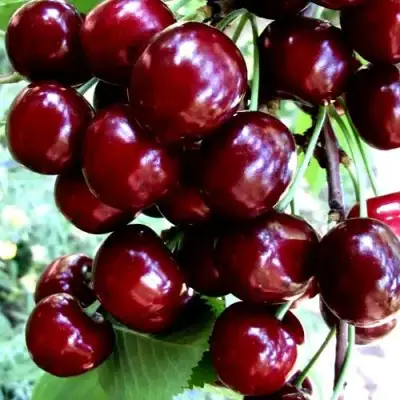 Черешня ОЛЕНЬКА в Витебске