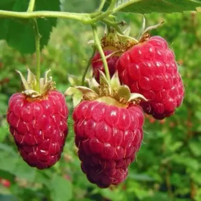 Малина ГОРДОСТЬ РОССИИ в Витебске