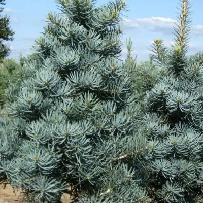 Пихта КОНКОЛОР в Витебске