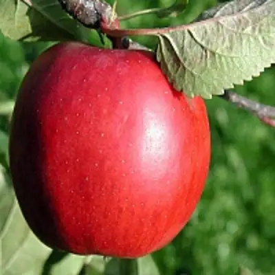 Яблоня РЕДФРИ в Витебске