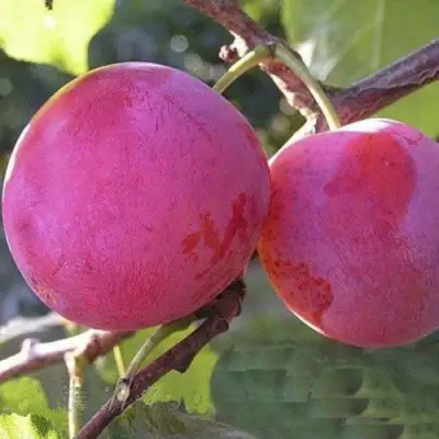 Слива ДЕЛИКАТНАЯ в Витебске