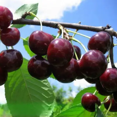 Дюк ЧУДО-ВИШНЯ в Витебске