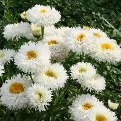 Нивяник КРЕЙЗИ ДЕЙЗИ наибольший в Витебске