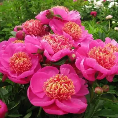 Пион ДОРИН травянистый в Витебске